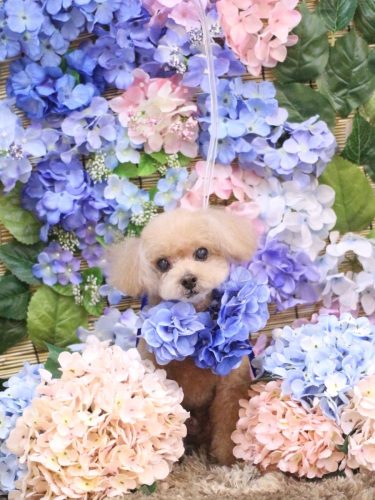 20250617マロンくん